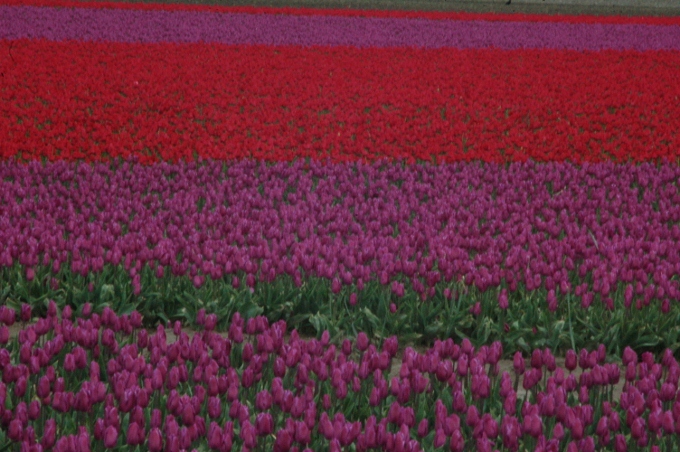 tulip field, Skagit County Washington